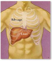 Liver Information, Human Liver Information, Human Liver Function