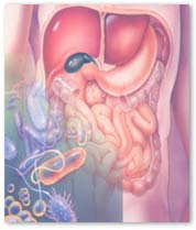 Liver Information, Human Liver Information, Human Liver Function