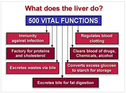Best liver Transplant in India